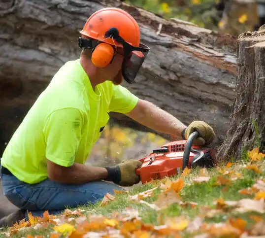 tree services Fairhaven